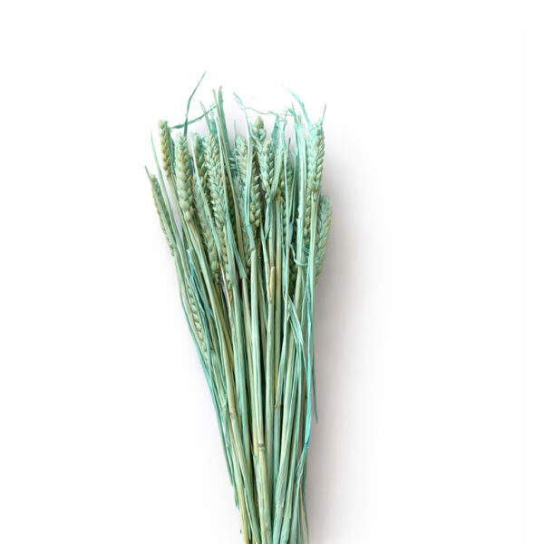 Στάχυ Μέντα